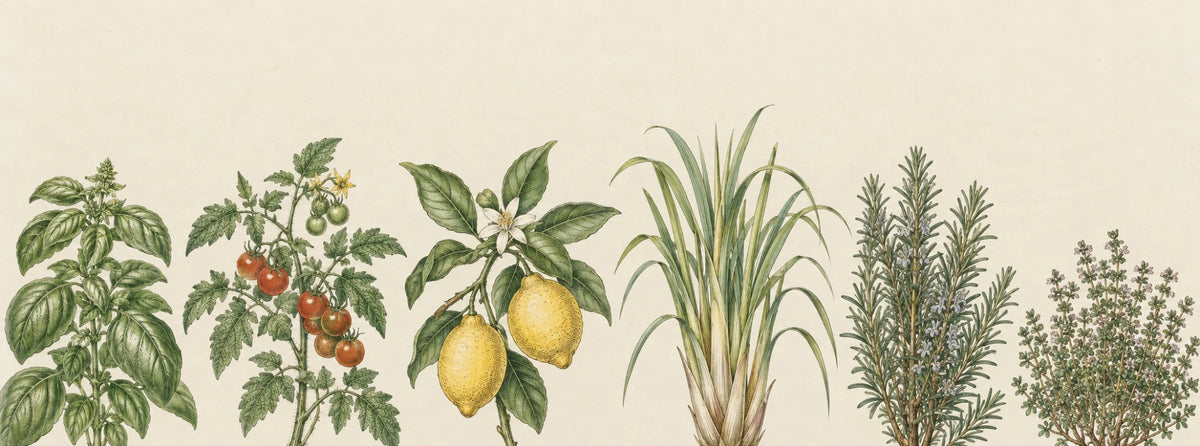 Botanischer Fries: Basilikum, Tomate, Zitrone, Lemongras, Rosmarin und Thymian (KI-generierte Illustration)